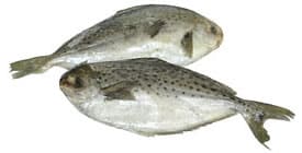 Ryba malana
